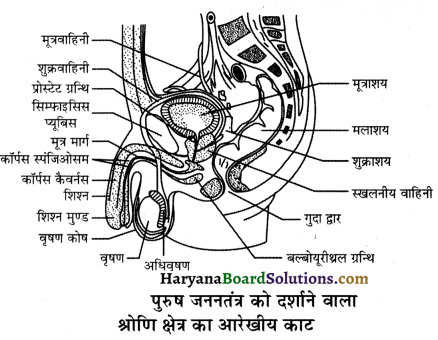 HBSE 12th Class Biology Important Questions Chapter 3 मानव जनन 42