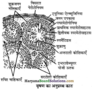 HBSE 12th Class Biology Important Questions Chapter 3 मानव जनन 43