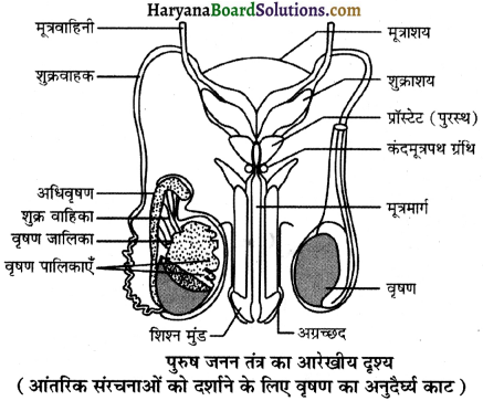 HBSE 12th Class Biology Important Questions Chapter 3 मानव जनन 44