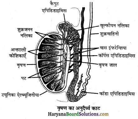 HBSE 12th Class Biology Important Questions Chapter 3 मानव जनन 45