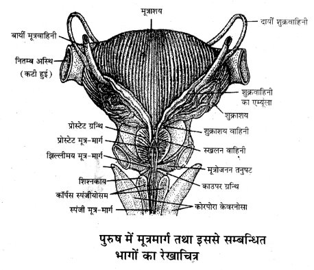 HBSE 12th Class Biology Important Questions Chapter 3 मानव जनन 46