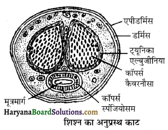 HBSE 12th Class Biology Important Questions Chapter 3 मानव जनन 47