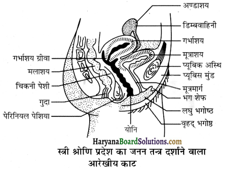 HBSE 12th Class Biology Important Questions Chapter 3 मानव जनन 48