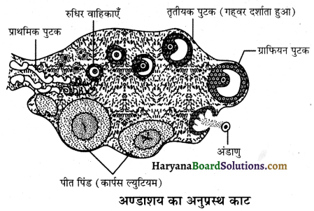 HBSE 12th Class Biology Important Questions Chapter 3 मानव जनन 49