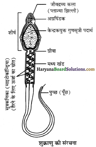 HBSE 12th Class Biology Important Questions Chapter 3 मानव जनन 5