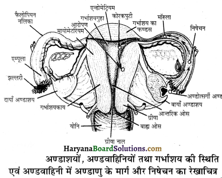 HBSE 12th Class Biology Important Questions Chapter 3 मानव जनन 50