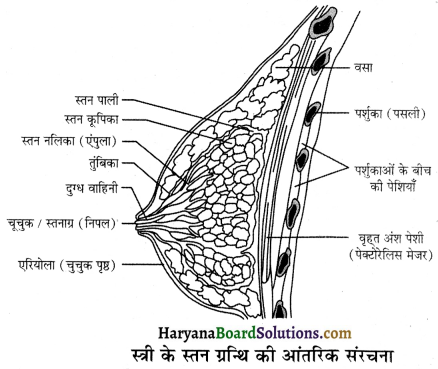 HBSE 12th Class Biology Important Questions Chapter 3 मानव जनन 52