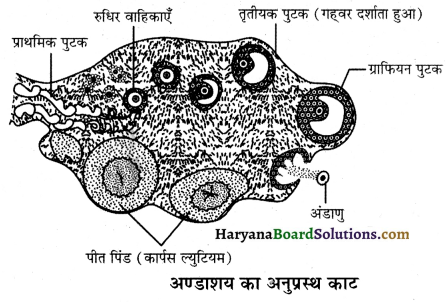HBSE 12th Class Biology Important Questions Chapter 3 मानव जनन 6