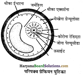 HBSE 12th Class Biology Important Questions Chapter 3 मानव जनन 7