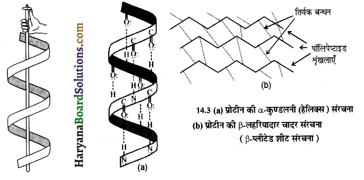 HBSE 12th Class Chemistry Important Questions Chapter 14 जैव-अणु 10
