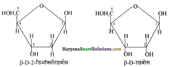 HBSE 12th Class Chemistry Important Questions Chapter 14 जैव-अणु 11