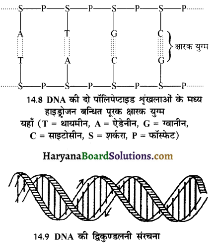 HBSE 12th Class Chemistry Important Questions Chapter 14 जैव-अणु 12