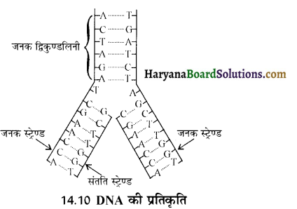 HBSE 12th Class Chemistry Important Questions Chapter 14 जैव-अणु 14