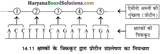HBSE 12th Class Chemistry Important Questions Chapter 14 जैव-अणु 15