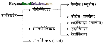 HBSE 12th Class Chemistry Important Questions Chapter 14 जैव-अणु 2