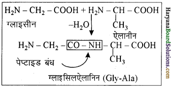 HBSE 12th Class Chemistry Important Questions Chapter 14 जैव-अणु 6