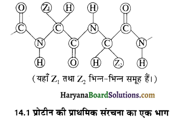 HBSE 12th Class Chemistry Important Questions Chapter 14 जैव-अणु 7