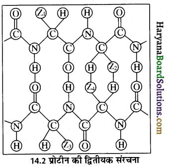 HBSE 12th Class Chemistry Important Questions Chapter 14 जैव-अणु 8