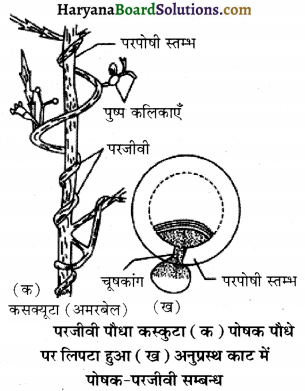 HBSE 12th Class Biology Important Questions Chapter 13 जीव और समष्टियाँ 10