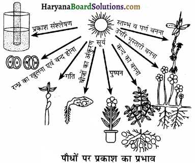 HBSE 12th Class Biology Important Questions Chapter 13 जीव और समष्टियाँ 12