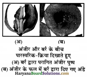 HBSE 12th Class Biology Important Questions Chapter 13 जीव और समष्टियाँ 2