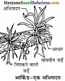 HBSE 12th Class Biology Important Questions Chapter 13 जीव और समष्टियाँ 8