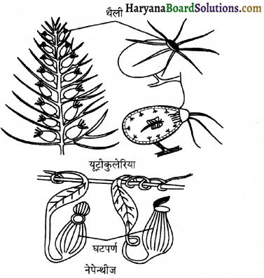 HBSE 12th Class Biology Important Questions Chapter 13 जीव और समष्टियाँ 9
