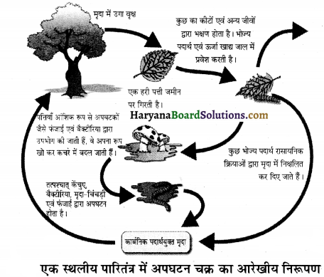 HBSE 12th Class Biology Important Questions Chapter 14 पारितंत्र 12