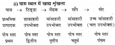 HBSE 12th Class Biology Important Questions Chapter 14 पारितंत्र 5