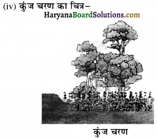 HBSE 12th Class Biology Important Questions Chapter 14 पारितंत्र 9