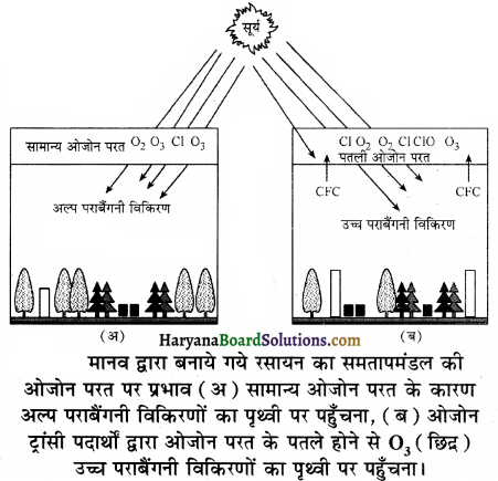 HBSE 12th Class Biology Important Questions Chapter 16 पर्यावरण के मुद्दे 2