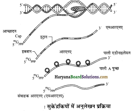 HBSE 12th Class Biology Important Questions Chapter 6 वंशागति के आणविक आधार 10