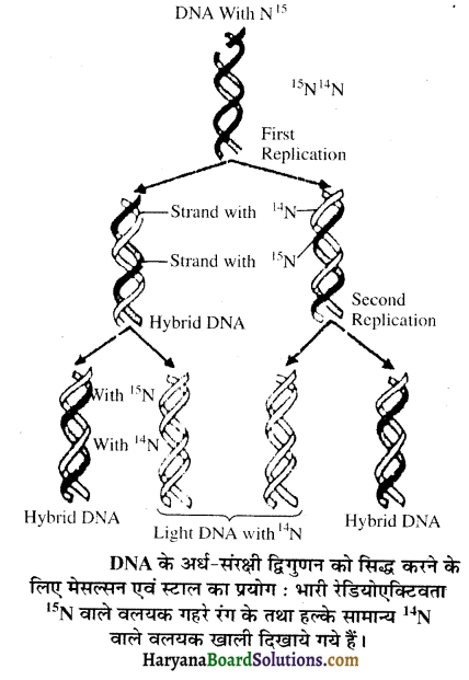 HBSE 12th Class Biology Important Questions Chapter 6 वंशागति के आणविक आधार 12