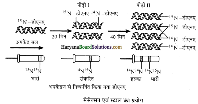 HBSE 12th Class Biology Important Questions Chapter 6 वंशागति के आणविक आधार 13