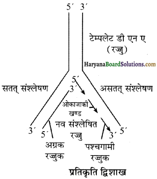 HBSE 12th Class Biology Important Questions Chapter 6 वंशागति के आणविक आधार 14