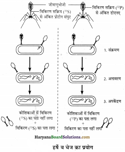 HBSE 12th Class Biology Important Questions Chapter 6 वंशागति के आणविक आधार 15