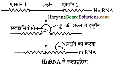 HBSE 12th Class Biology Important Questions Chapter 6 वंशागति के आणविक आधार 2