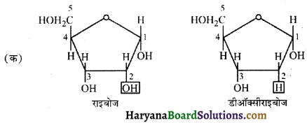 HBSE 12th Class Biology Important Questions Chapter 6 वंशागति के आणविक आधार 3