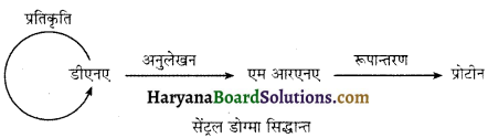 HBSE 12th Class Biology Important Questions Chapter 6 वंशागति के आणविक आधार 5