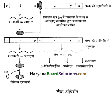 HBSE 12th Class Biology Important Questions Chapter 6 वंशागति के आणविक आधार 6
