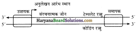 HBSE 12th Class Biology Important Questions Chapter 6 वंशागति के आणविक आधार 7