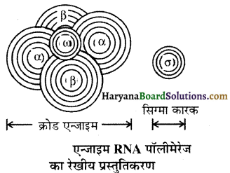 HBSE 12th Class Biology Important Questions Chapter 6 वंशागति के आणविक आधार 8