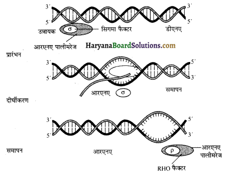 HBSE 12th Class Biology Important Questions Chapter 6 वंशागति के आणविक आधार 9