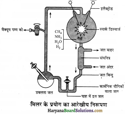 HBSE 12th Class Biology Important Questions Chapter 7 विकास 1