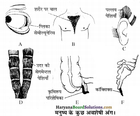 HBSE 12th Class Biology Important Questions Chapter 7 विकास 10