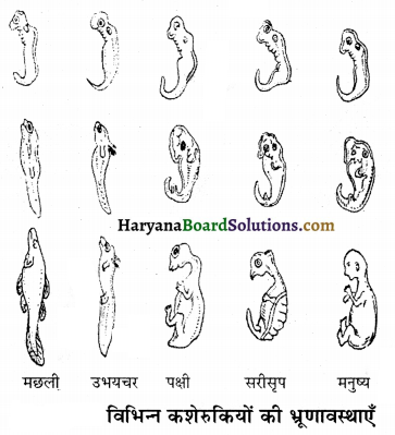 HBSE 12th Class Biology Important Questions Chapter 7 विकास 11