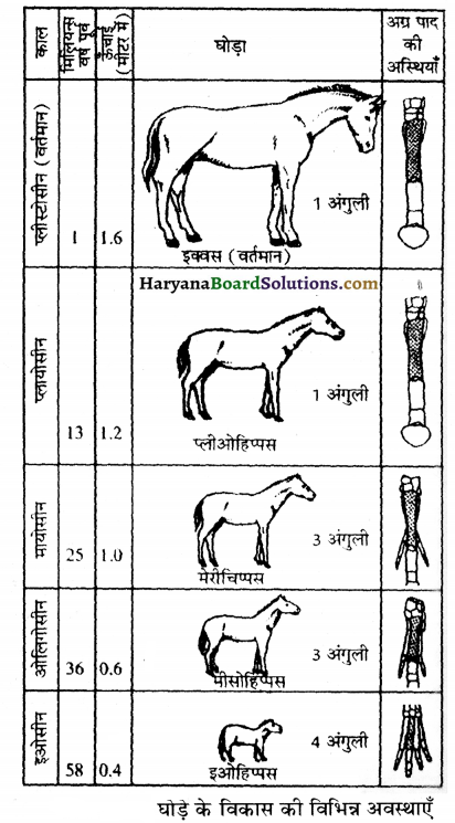 HBSE 12th Class Biology Important Questions Chapter 7 विकास 12