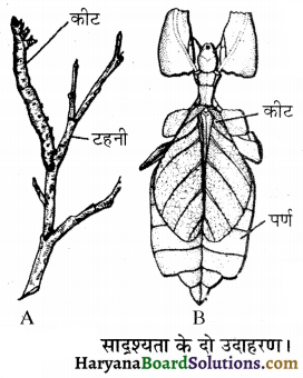 HBSE 12th Class Biology Important Questions Chapter 7 विकास 13