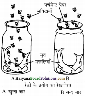 HBSE 12th Class Biology Important Questions Chapter 7 विकास 17