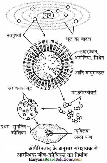 HBSE 12th Class Biology Important Questions Chapter 7 विकास 20